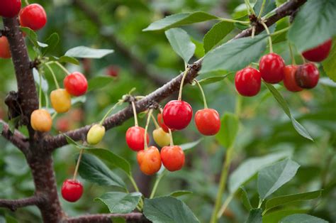 cherry_wild|How to Grow a Wild Cherry Tree